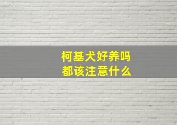 柯基犬好养吗 都该注意什么